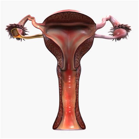 Female Reproductive System 3d Model Ad Reproductive
