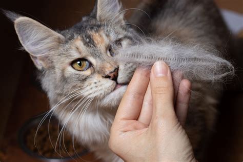 cat  losing hair     oakhurst veterinary hospital oakhurst veterinary