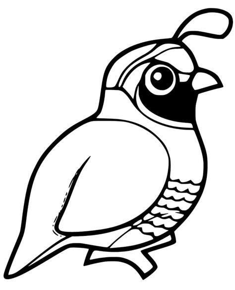 quail coloring page