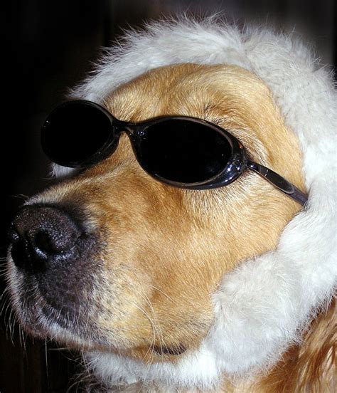 funny dog stock photo freeimagescom