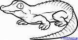 Alligator Head Drawing Getdrawings Chinese Easy Draw sketch template