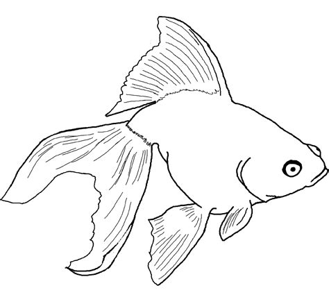 drawing sheets  kids fish  worksheets