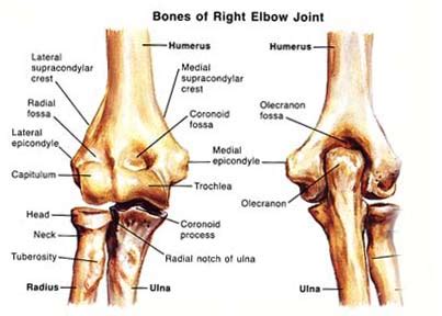 elbow joint diagram corewalking