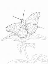 Butterfly Blue Coloring Morpho Insects Inspiration Drawing Getcolorings Pages Getdrawings sketch template