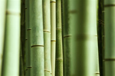 bamboo    asia    lot  japanese  japan times