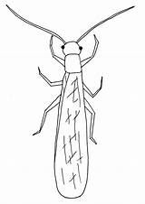 Insecten Insekten Serangga Malvorlagen Mewarnai Animasi Kleurplaat Colorare Gambar Bergerak Malvorlagen1001 Malvorlage Animierte Binatang Animaatjes Insetti Kartun Larva Sempurna Metamorfosis sketch template