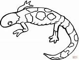 Colorare Disegni Gecko sketch template