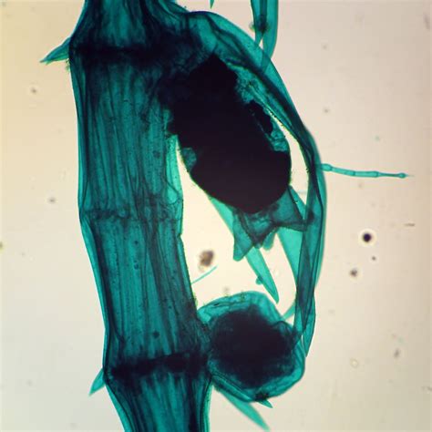 chara w m microscope slide