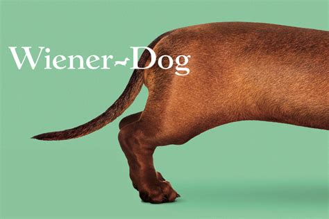 score  wiener dog blurs  edges  character development