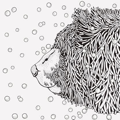 winter bear snowing coloring book page  adult