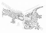 Tokay Gecko Coloring Designlooter sketch template