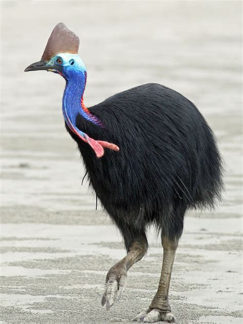 cassowary bird facts    wildlife photographs