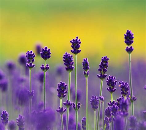 purple lavender colors photo  fanpop