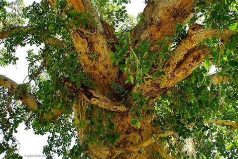 sycamore tree  ancient israel explore traveler