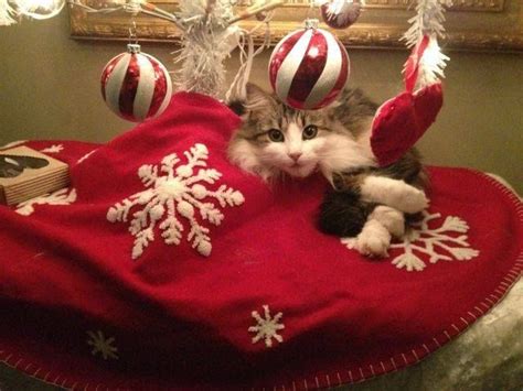 me owy christmas cat christmas kitten christmas cats