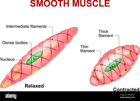 smooth muscle tissue anatomy   relaxed  contracted smooth muscle