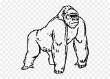 Gorilla Clipart Coloring Clip Pages Ape Cartoon Vhv Silverback Webstockreview Resolution sketch template