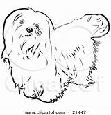 Maltese Bichon Poodle Clipground sketch template