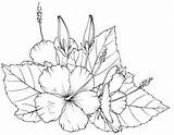 Hibiscus Coloring Pages Flower Flowers Line Drawing Printable Tropical Hawaiian Hawaii Beccy Drawings Place 塗り絵 Printables Colouring Getcolorings Getdrawings Visit sketch template