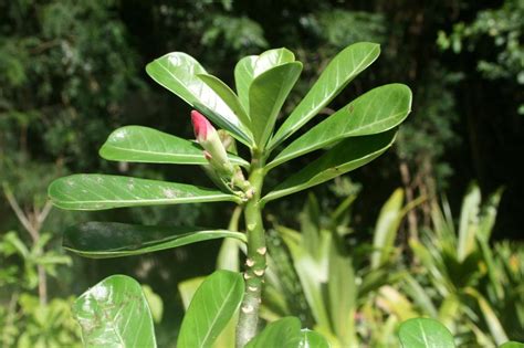 Adeniums Forum Care For A Desert Rose That Didn T Go