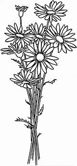 Daisy Flower Coloring Pages Printable Print Choose Board Flowers Drawing sketch template