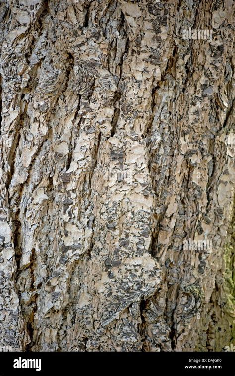 douglas fir pseudotsuga menziesii bark stock photo royalty  image  alamy