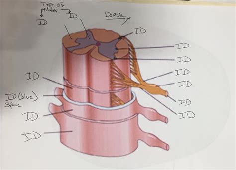 anatomy  diagram quizlet