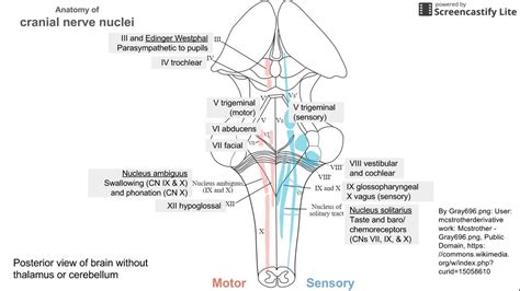 anatomy  cranial nerve nuclei youtube