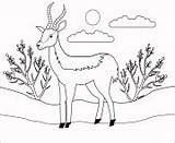 Animal Coloring Pages Simple Antelope Printable Print sketch template