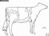 Coloring Pages Cattle Cow Beef Holstein Angus Cows Bull Dairy Template sketch template