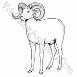 Coloring Sheep Bighorn Pages Click sketch template