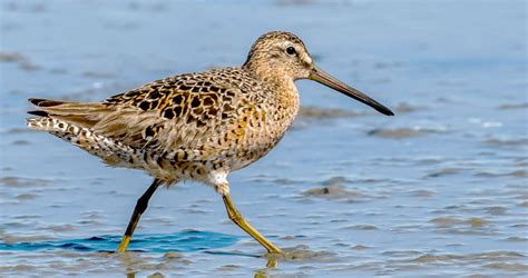short billed dowitcher life history all about birds cornell lab of