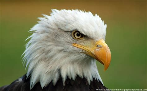 Interesting Facts About Bald Eagles Just Fun Facts