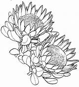 Protea Flower Coloring Drawing King Drawings Tattoo Flowers Pages Waratah Google Sketches Plant Sketch Colouring South Illustration Botanical Draw Paint sketch template
