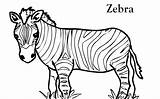 Zebra Coloring Pages Zebras Color Template Printable Kids Outline Drawing Clipart Print Templates Animal Cartoon Head Clip Cliparts Baby Animals sketch template