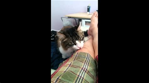 Why My Kitten Lick My Leg Youtube