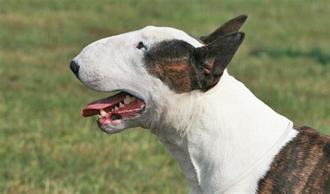 bull terrier breed information