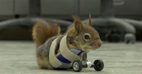 squirrel  prosthetic wheels  losing arms  trap cbs news