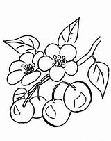 Cherry Coloring Blossom Pages Japanese Tree Blossoms Printable Color Cherries Drawing Colouring Clipartbest Kids Clipart Supercoloring Sheets Getcolorings Clipartmag sketch template
