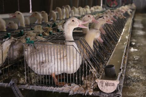 foie gras banned  california  scotus rejects challenge  nyc   voters