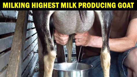 Milking Goat By Hand Milking Highest Milking Goat Milking Alpine