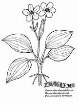 Drawing Getdrawings Plantain sketch template