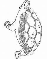 Coloring Pages Tortoise Animated Coloringpages1001 Tortoises Turtles Gifs sketch template