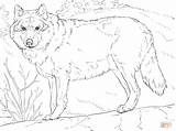 Wolf Coloring Pages Printable Realistic Grey Adults Drawing Color Sheets Print Animals Adult Wolfs Colouring Gray Animal Arctic Drawings Tundra sketch template