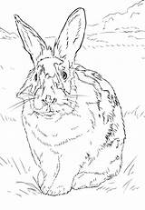 Coloring Kaninchen Lapin Ausmalbild Dibujos Colorare Naturel Environnement Grassland Bianco Disegni Conejo Hasen Weisses Coniglio Imprimé Ausdrucken Kategorien sketch template