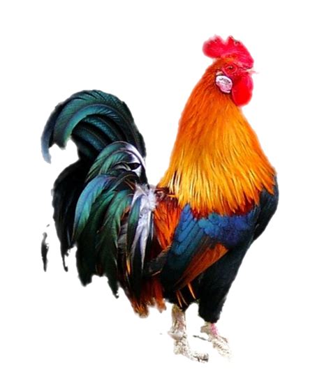 50 cock png images free to download