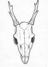 Skull Drawing Deer Easy Side Animal Drawings Mule Skulls Horns Tattoo Line Tattoos Getdrawings Paintingvalley Roe Coloring Pages Clipartxtras sketch template