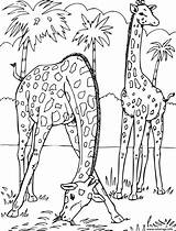 Savane Coloriage Girafes Imprimer Girafe sketch template