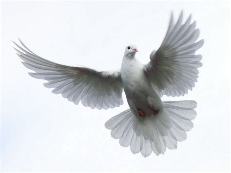 white pigeon spiritual meaning