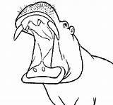 Mouth Open Hippopotamus Coloring Coloringcrew Gif sketch template